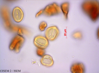 ISEM 2/Euclea_kellau_22445/Euclea_kellau_22445_0001(copy)_thumb.jpg